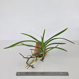 Vanda Motes Interstellar