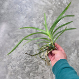 Vanda Motes Interstellar