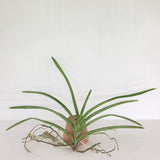 Vanda Motes Mandarin x (Pda. Alice Motes x Pda. Arjuna) (2875)