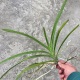 Vanda Motes Mandarin x (Pda. Alice Motes x Pda. Arjuna) (2875)