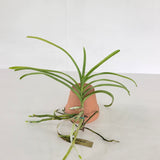 Vanda Badejoko Olunloyo