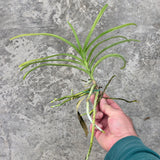 Vanda Badejoko Olunloyo
