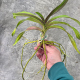 Vanda Motes Hot Mama x Vanda Foxy Lady (2765)