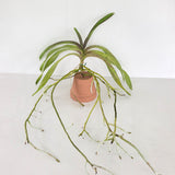 Vanda Motes Hot Mama x Vanda Foxy Lady (2765)