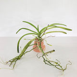 Vandachostylis Motes Key Lime