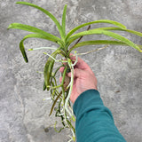Vandachostylis Motes Key Lime