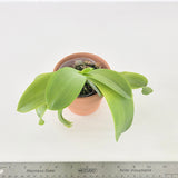 Phal. Mainshow Blue Sparrow'blue zebra’ x Mainshow Blue Tint 'blue zebra’ (seedling)
