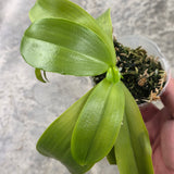Phal. Mainshow Blue Sparrow'blue zebra’ x Mainshow Blue Tint 'blue zebra’ (seedling)