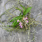 Vanda Motes Multiverse - As pictured - Big Mature Plant