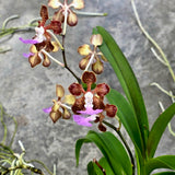 Vanda Motes Multiverse - As pictured - Big Mature Plant