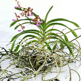 Vanda Motes Multiverse - As pictured - Big Mature Plant