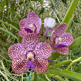 Vanda Motes Mandarin x (Pda. Alice Motes x Pda. Arjuna) (2875)