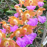 Perr. Bangkok Sunset (Aerides houlletiana #1 x Vandachostylis Thai Noi)