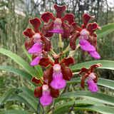 V. Crystelle Smith (V. insignis x V. perplexa) (1904)