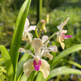 Vanda Badejoko Olunloyo