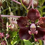 Vanda Motes Hot Mama x Vanda Foxy Lady (2765)