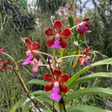 V. Crystelle Smith (V. insignis x V. perplexa) (1904)