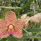 Vanda Motes Mandarin x (Pda. Alice Motes x Pda. Arjuna) (2875)
