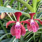 Vanda Motes Newtonian (2730)