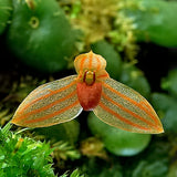 Bulbophyllum moniliforme