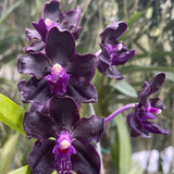 Vanda Motes Interstellar