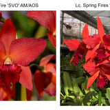 SVO 9345 (Pot. Star Fire 'Ruben's Red' x Lc. Spring Fires 'Lenette #3'
