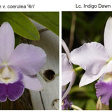 SVO 9456 Lc. NEW HYBRID (Lc. Mini Purple H and R '4N' x Lc. Indigo Love 'Blue Sapphire')