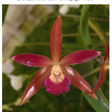 SVO 9665 Bc. Estrella del Aconquija (B. perrinii 'SVO' x C. Chocolate Drop 'SVO' AM/AOS)