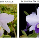 SVO 9969 Lc. NEW HYBRID (C. Valentine 'Billy Baker' HCC/AOS x Lc. Mini Blue Star 'SVO Blues' HCC/AOS)