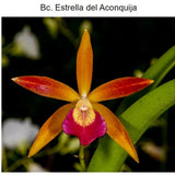 SVO 9665 Bc. Estrella del Aconquija (B. perrinii 'SVO' x C. Chocolate Drop 'SVO' AM/AOS)