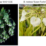 SVO 9573 Psv. Alex Hawkes (Enc. mariae 'SVO' AM/AOS x B. nodosa 'Susan Fuchs' FCC/AOS)