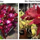 SVO 9651 Blc. NEW HYBRID (Lc. Sagarik Wax 'African Beauty' AM/AOS x Blc. Cherry Suisse ‘Kauai' HCC/AOS)