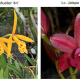 SVO 9652 (Bl. Richard Mueller '4N' x Lc. Jalapa 'Ruben's Pick 4n')