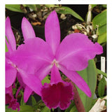 SVO 9676 C. labiata f. rubra (C. labiata f. rubra 'Fertigo' SM/JOGA x C. labiata f. rubra 'SVO 4n')