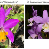 SVO 9567 Lc. NEW HYBRID (Lc. Tiny Treasure 'Star Amethyst' HCC/AOS x C. harrisoniana 'Volcano Queen' Mutation)
