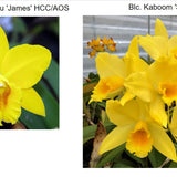 SVO 9365 (Pot. Mem. Jim Nickou 'James' HCC/AOS x Blc. Kaboom 'SVO')