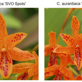 SVO 9896  C. aurantiaca (C. aurantiaca 'SVO Spots' x C. aurantiaca 'SVO Spots 2')