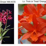 SVO 9897 (Lc. Florence Lin 'Wine Drops' AM/AOS, CCM/AOS x Lc. Trick or Treat 'Orange Magic' AM/AOS)
