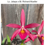 SVO 9652 (Bl. Richard Mueller '4N' x Lc. Jalapa 'Ruben's Pick 4n')