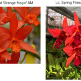 SVO 9402 Lc. Naranja en Flor (Lc. Spring Fires 'Lenette #3' x Lc. Trick or Treat 'Orange Magic' AM/AOS)