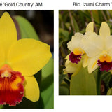 SVO 9327 Pot. Toshie’s Charm