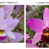 SVO 8145 (L. Anceps ('Helen' x 'Walburn') 'Ruben's' x L. Anceps 'South Africa')