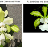 SVO 9629 C. NEW HYBRID (C. Hawaiian Variable 'Green and White' x C. aclandiae f. alba 'SVO' AM/AOS)