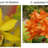 SVO 9769 Epc. Atomic Kyoguchi (Epc. Kyoguchi 'M. Sauno' Mutation x C. aurantiaca 'Gold Country' 4n)