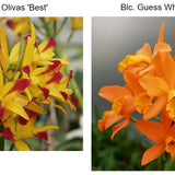 SVO 9261 Blc. NEW HYBRID (Lc. Dennis Olivas 'Best' AM/AOS x Blc. Guess What 'SVO' AM/AOS)