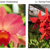 SVO 9378 Pot. Martha Clarke 'Outstanding' x Lc. Spring Fires 'Lenette #3'