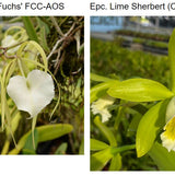 SVO 9655 Pcv. Key Lime Stars (B. nodosa 'Susan Fuchs' FCC/AOS x Epc. Lime Sherbet 4n)