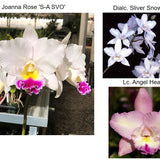 SVO 9305 Dialc. NEW HYBRID (Dialc. Silver Heart 'SVO' x Lc. Joanna Rose 'SVO Semi-Alba')