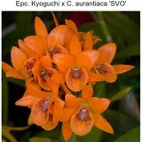 SVO 9769 Epc. Atomic Kyoguchi (Epc. Kyoguchi 'M. Sauno' Mutation x C. aurantiaca 'Gold Country' 4n)