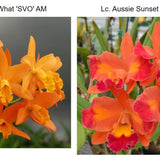 SVO 9320 (Blc. Guess What 'SVO' AM/AOS x Lc. Aussie Sunset 'Cosmic Fire' HCC/AOS)